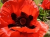 IMG_20250527_130922070_MFNR