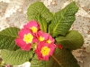 IMG_20250320_114638263_MFNR