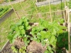 IMG_20250514_111250313_MFNR
